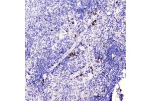 IHC testing of FFPE mouse spleen tissue with HE4 antibody at 0. (WFDC2 anticorps  (AA 31-124))