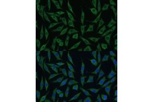 Immunofluorescence analysis of L929 cells using SUMF2 antibody (ABIN7270627) at dilution of 1:100.