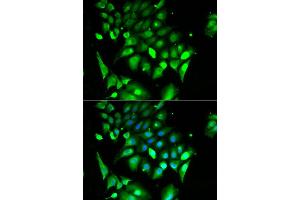 Immunofluorescence analysis of HeLa cell using BHLHE40 antibody. (BHLHE40 anticorps)