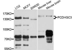 Western blot analysis of extract of various cells, using PCDHGC3 antibody. (Protocadherin gamma Subfamily C, 3 (PCDHGC3) anticorps)