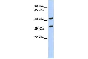 Western Blotting (WB) image for anti-Ankyrin Repeat and SOCS Box Containing 8 (ASB8) antibody (ABIN2459530) (ASB8 anticorps)
