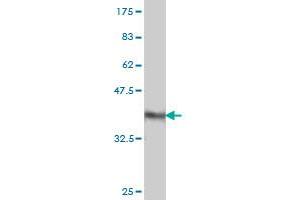 Western Blot detection against Immunogen (36.