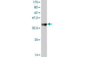 Western Blot detection against Immunogen (37 KDa) .
