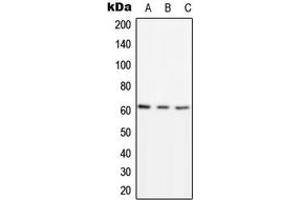 Western blot analysis of PSMD3 expression in HEK293T (A), Raw264. (PSMD3 anticorps  (Center))