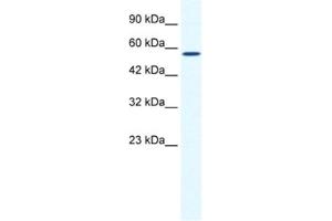 Western Blotting (WB) image for anti-Zinc Finger and BTB Domain Containing 44 (ZBTB44) antibody (ABIN2461235) (ZBTB44 anticorps)