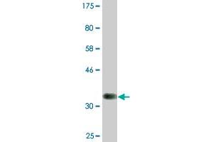 Western Blot detection against Immunogen (38.