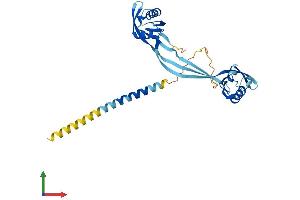 AlphaFold protein structure predicition of Mouse Recombinant Nmi Protein, UniprotID O35309