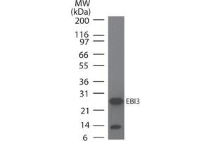 Image no. 1 for anti-Interleukin-27 subunit beta (IL-27b) antibody (ABIN959966) (EBI3 anticorps)