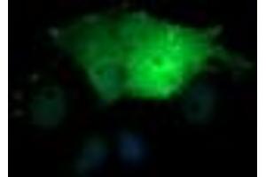 Image no. 9 for anti-SEC14 and Spectrin Domains 1 (SESTD1) antibody (ABIN1501066) (SESTD1 anticorps)