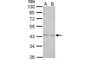 WB Image BRCC45 antibody detects BRE protein by Western blot analysis. (BRE anticorps)