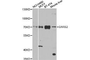Western blot analysis of extracts of various cell lines, using DARS2 antibody. (DARS2 anticorps)