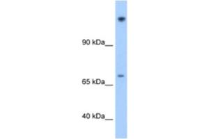 Western Blotting (WB) image for anti-Family with Sequence Similarity 129, Member A (FAM129A) antibody (ABIN2462620) (Niban anticorps)