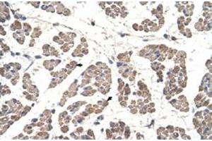 Immunohistochemical staining (Formalin-fixed paraffin-embedded sections) of human muscle with GCDH polyclonal antibody  at 4-8 ug/mL working concentration. (GCDH anticorps  (C-Term))