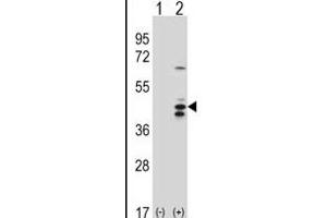 Western blot analysis of RCL1 (arrow) using rabbit polyclonal RCL1 Antibody (ABIN388666 and ABIN2838609).
