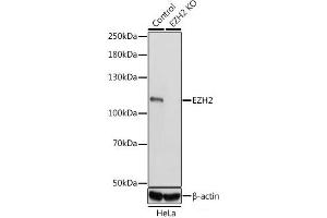 Western blot analysis of extracts from normal (control) and EZH2 knockout (KO) HeLa cells using EZH2 Polyclonal Antibody at dilution of 1:1000. (EZH2 anticorps)