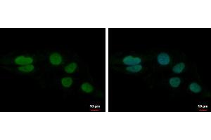 ICC/IF Image LUZP4 antibody [N1C3] detects LUZP4 protein at nucleus by immunofluorescent analysis. (LUZP4 anticorps)