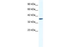 Western Blotting (WB) image for anti-Potassium Channel, Subfamily K, Member 3 (KCNK3) antibody (ABIN2461097) (KCNK3 anticorps)
