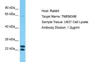 Host: Rabbit Target Name: TMEM39B Sample Type: U937 Whole Cell lysates Antibody Dilution: 1.