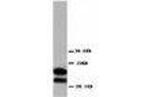 Image no. 1 for anti-Myelin Basic Protein (MBP) (AA 182-197) antibody (ABIN1493394)