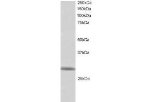 Image no. 1 for anti-Ring Finger Protein 141 (RNF141) (C-Term) antibody (ABIN374327) (RNF141 anticorps  (C-Term))