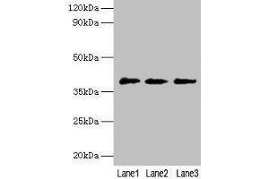 Western blot All lanes: POU5F1 antibody at 2 μg/mL Lane 1: Jurkat whole cell lysate Lane 2: Hela whole cell lysate Lane 3: 293T whole cell lysate Secondary Goat polyclonal to rabbit IgG at 1/10000 dilution Predicted band size: 39, 31 kDa Observed band size: 39 kDa (OCT4 anticorps  (AA 1-360))