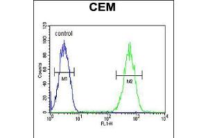Flow cytometric analysis of CEM cells (right histogram) compared to a negative control cell (left histogram). (FADS2 anticorps  (AA 96-122))