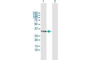 Western Blot analysis of TP53I3 expression in transfected 293T cell line by TP53I3 MaxPab polyclonal antibody.