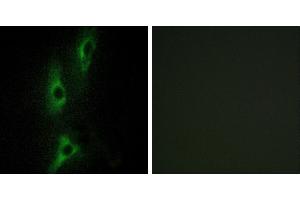 Peptide - +Western blot analysis of extracts from HeLa cells, using ADRB2 antibody. (beta 2 Adrenergic Receptor anticorps)