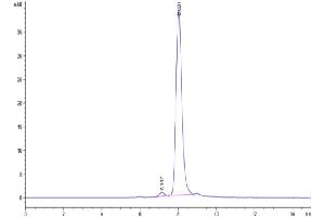 The purity of Cynomolgus HGFA (pro form) is greater than 95 % as determined by SEC-HPLC.