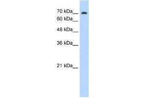 WB Suggested Anti-ZNF441 Antibody Titration:  0. (ZNF441 anticorps  (N-Term))
