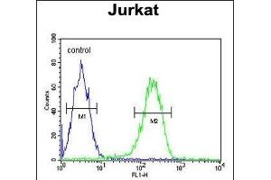 N3 Antibody (C-term) (ABIN651149 and ABIN2840100) flow cytometric analysis of Jurkat cells (right histogram) comred to a negative control cell (left histogram). (PAN3 anticorps  (C-Term))