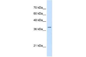 WB Suggested Anti-STRAP Antibody Titration:  0. (STRAP anticorps  (N-Term))