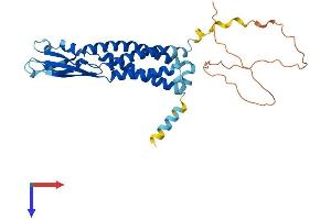 AlphaFold protein structure predicition of Mouse Recombinant Syp Protein, UniprotID Q62277