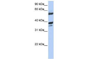 DNAJB1 antibody used at 1 ug/ml to detect target protein. (DNAJB1 anticorps)
