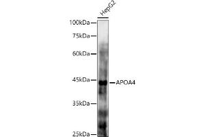 Western blot analysis of extracts of HepG2 cells, using  antibody (ABIN6131047, ABIN6137000, ABIN6137001 and ABIN6225090) at 1:1000 dilution. (APOA4 anticorps  (AA 227-396))