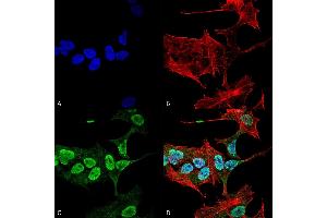 Immunocytochemistry/Immunofluorescence analysis using Mouse Anti-Alpha Synuclein Monoclonal Antibody, Clone 3C11 (ABIN5564053). (SNCA anticorps)