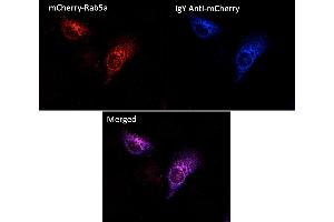 Immunofluorescence (IF) image for Chicken anti-Chicken IgY antibody (DyLight 405) (ABIN7273051) (Poulet anti-Poulet IgY Anticorps (DyLight 405))