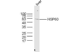 Mouse liver lysates probed with Rabbit Anti-HSP60 Polyclonal Antibody  at 1:300 overnight at 4˚C.