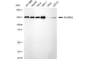 Western blotting analysis using NCAPD2 antibody (ABIN7800957). (Recombinant NCAPD2 anticorps)