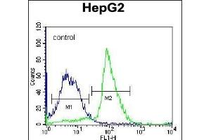 PON2 Antibody (N-term) (ABIN656876 and ABIN2846077) flow cytometric analysis of K562 cells (right histogram) compared to a negative control cell (left histogram). (PON2 anticorps  (N-Term))