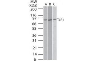 Western blot analysis of TLR1 in Ramos (A), Raw (B), and (C) TLR1 transfected cell lysate using TLR1 polyclonal antibody  at 2 ug/mL . (TLR1 anticorps  (AA 400-450))
