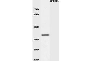 Mouse embryo lysates probed with Anti KLF2 Polyclonal Antibody, Unconjugated  at 1:3000 for 90 min at 37˚C. (KLF2 anticorps  (AA 251-355))