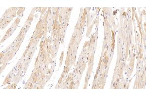 Detection of HRG in Rat Heart Tissue using Monoclonal Antibody to Histidine Rich Glycoprotein (HRG)