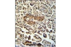 SUMF1 Antibody (C-Term) (ABIN653924 and ABIN2843158) immunohistochemistry analysis in formalin fixed and paraffin embedded human pancreas tissue followed by peroxidase conjugation of the secondary antibody and DAB staining. (SUMF1 anticorps  (C-Term))