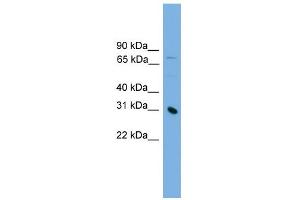 WB Suggested Anti-PRSS8 Antibody Titration: 0. (PRSS8 anticorps  (Middle Region))