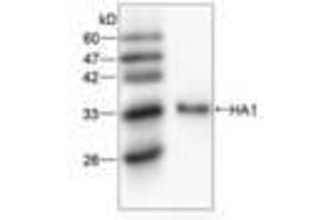 Image no. 1 for anti-Hemagglutinin antibody (Influenza A Virus) (AA 102-341) (ABIN791605) (Hemagglutinin anticorps  (AA 102-341))