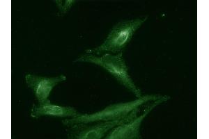 IF of Aha1 tested on HeLa cell lysates.