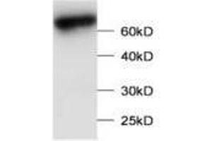 Image no. 1 for anti-Leucine Zipper Transcription Factor-Like 1 (LZTFL1) antibody (ABIN791476) (LZTFL1 anticorps)