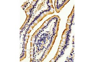Immunohistochemical analysis of paraffin-embedded H.