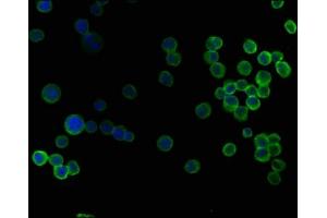 Immunofluorescence staining of K562 cells with ABIN7140147 at 1:50, counter-stained with DAPI.